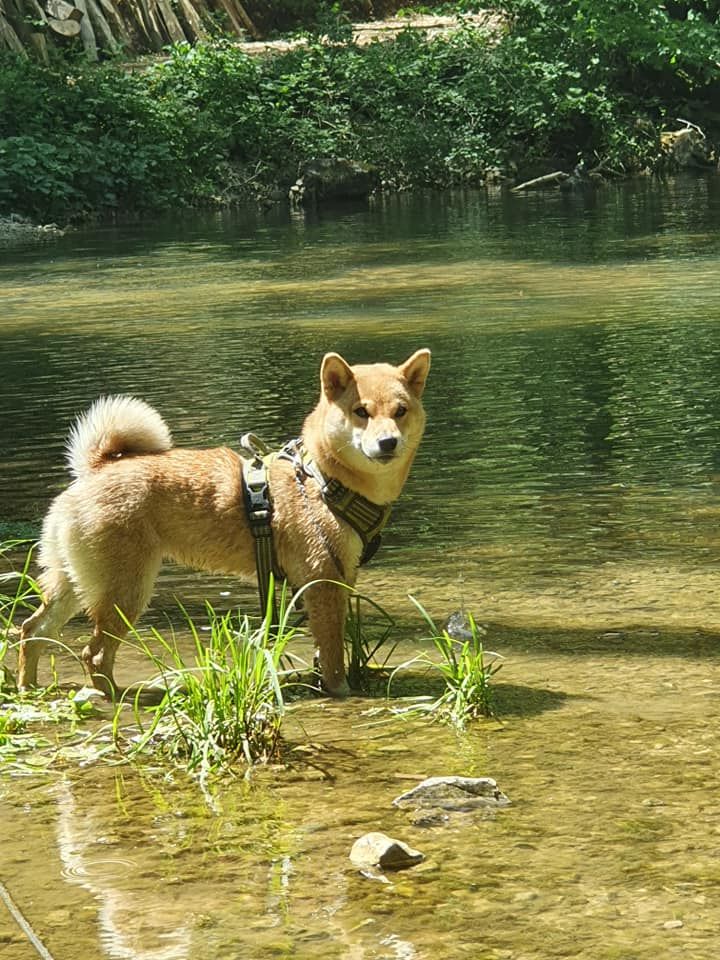 O'kumi des sylphes enchantées