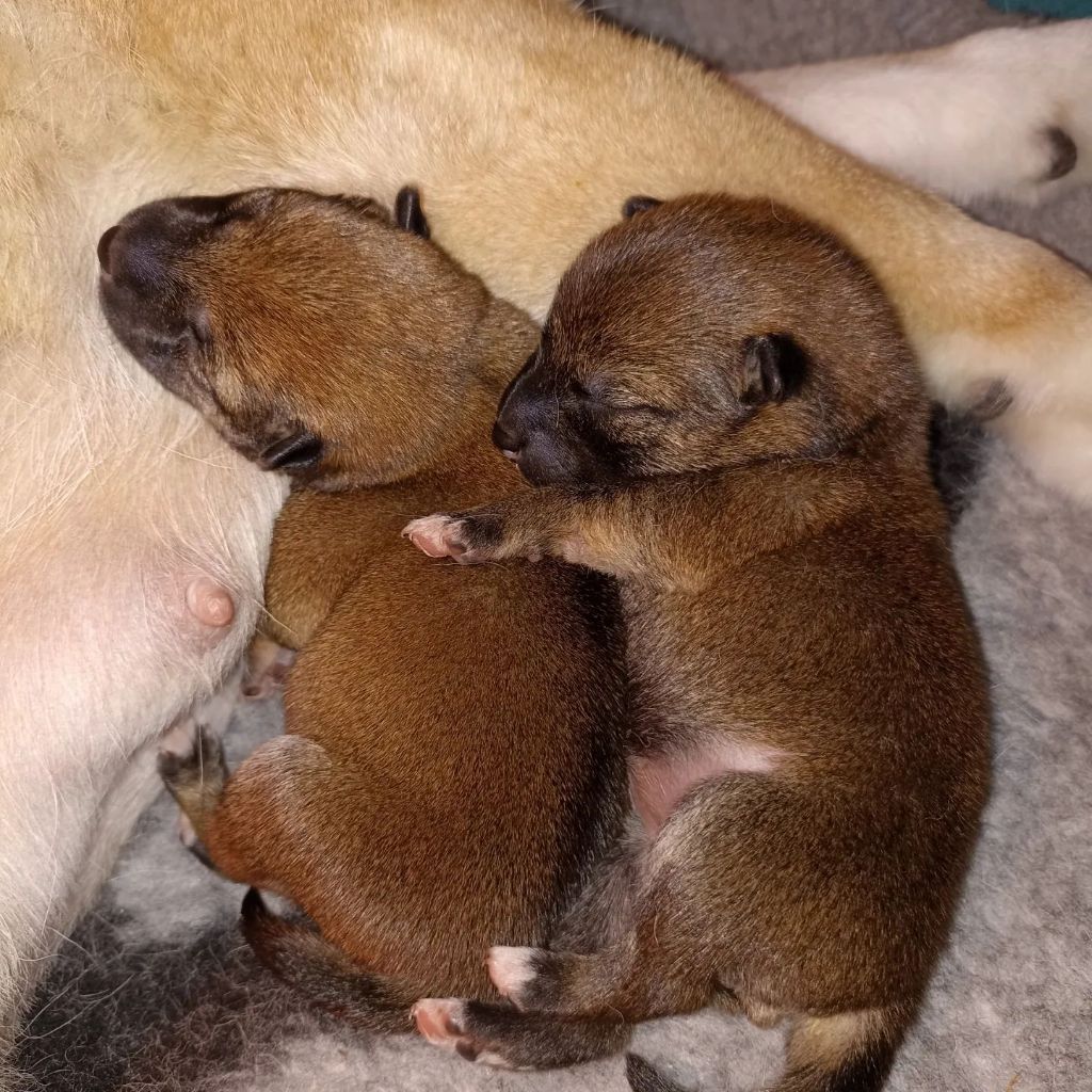 chiot Shiba De L'Univers D'O'Kumi