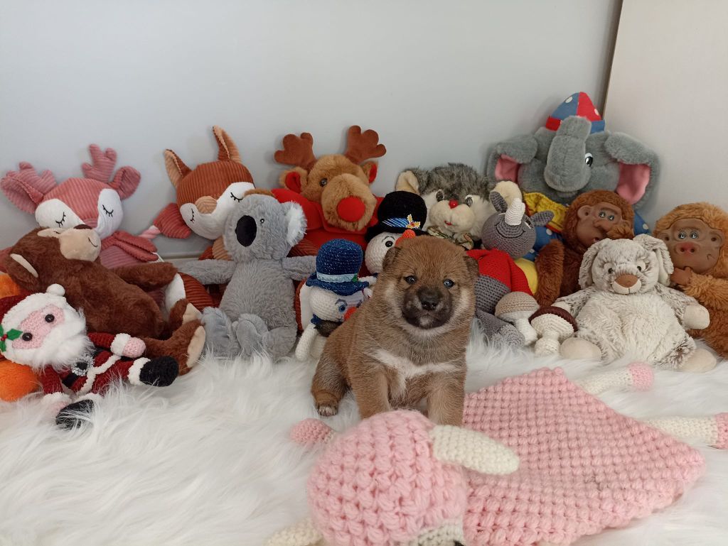 Chiots nous chez nous en 2022