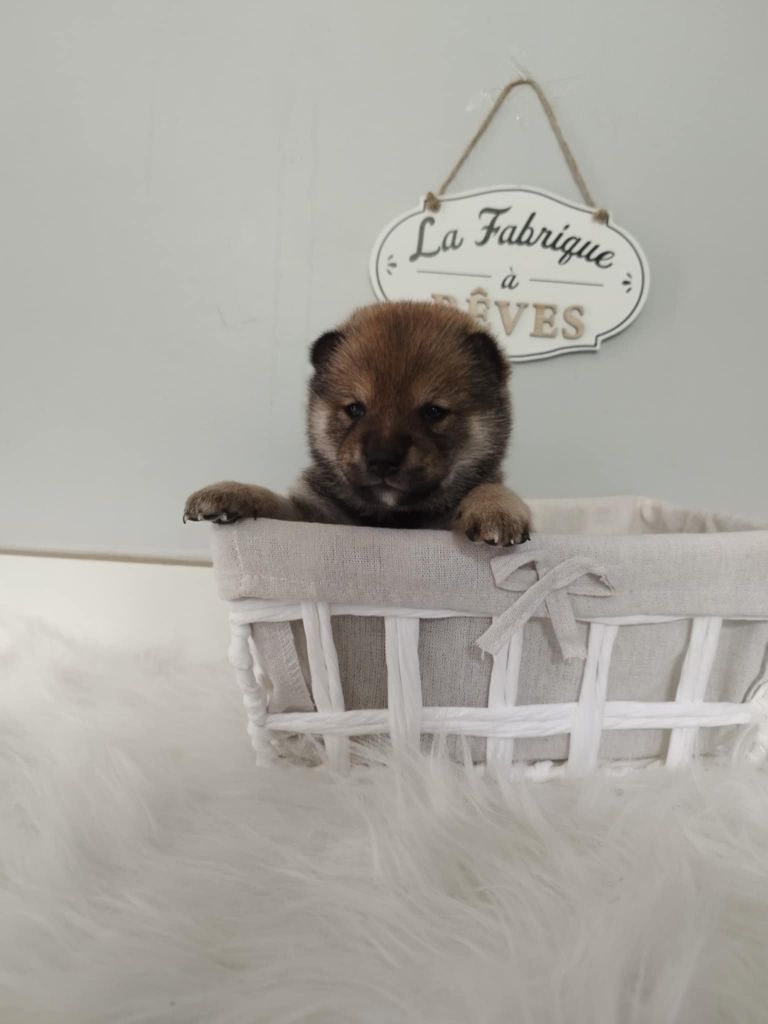 De L'Univers D'O'Kumi - Chiots disponibles - Shiba
