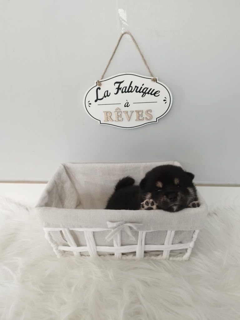 De L'Univers D'O'Kumi - Chiots disponibles - Shiba
