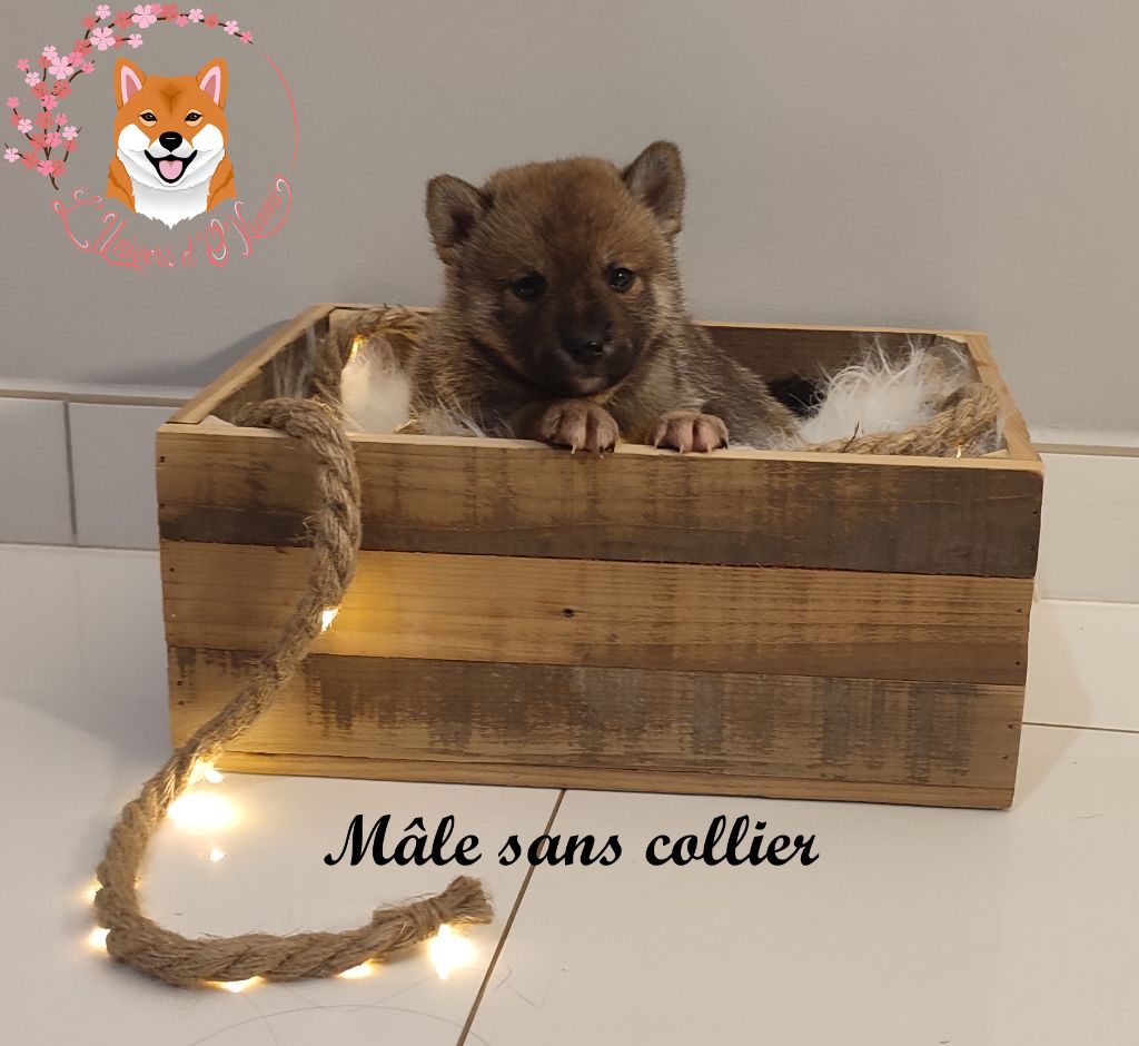 De L'Univers D'O'Kumi - Shiba - Portée née le 21/09/2024